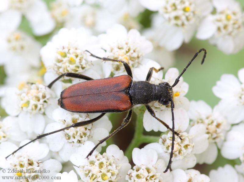 tesařík, Anastrangalia dubia, Cerambycidae, Lepturini (Brouci, Coleoptera)